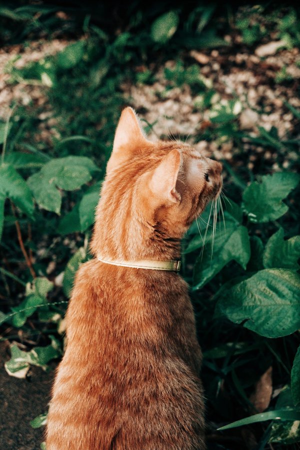 Quelle est l'histoire des jardins de châteaux français et leur influence sur le paysagisme?