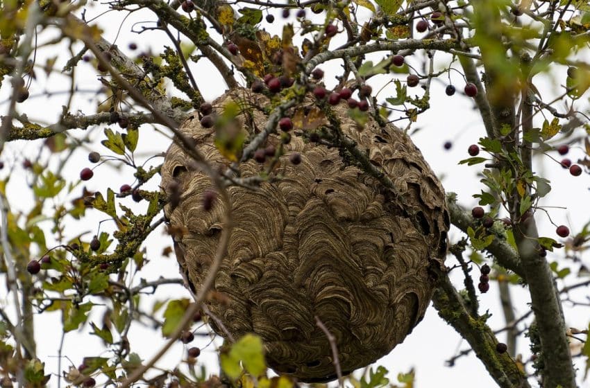 Stoppez l'invasion des frelons asiatiques dans votre jardin !